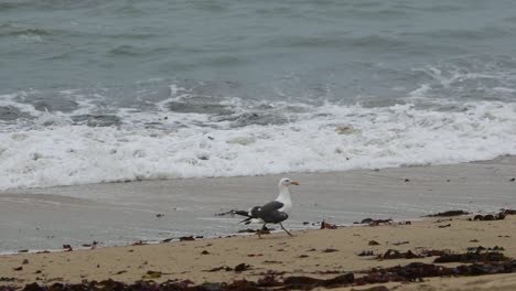 Seagull-walking-along-Half-Moon-Bay-coastline-while-waves-reach-closer