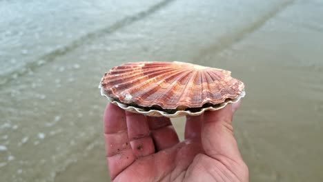 Male-hand-holding-fresh-colourful-bay-scallop-clam-shell-on-seafront-harbour-coastline