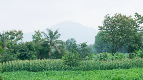 Zooming-in-from-a-panoramic-view-of-a-farmland-scenery-to-focus-on-the-mountain-landscape-in-a-countryside-in-Thailand