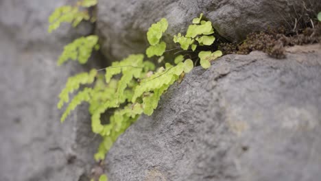 Close-up-shot-of-plants-growing-between-rock-wall-in-Pisac,-Cusco,-Peru
