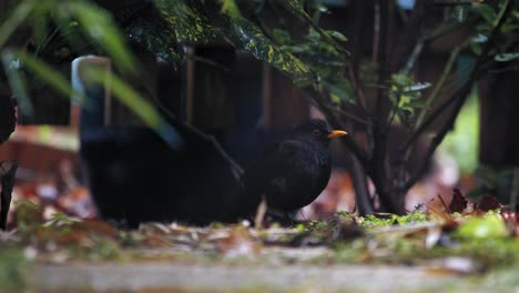 Close-up-of-Turdus-merula,-black-bird-with-yellow-beak,-resting-on-the-ground-on-a-rainy-day