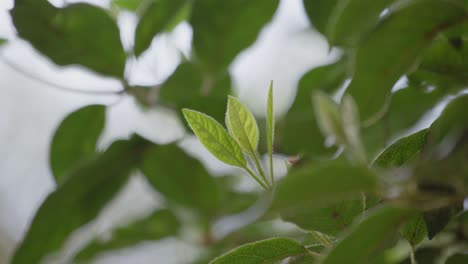 Close-up-shot-of-new-leaves-growing-along-the-branches-of-a-tree-at-daytime