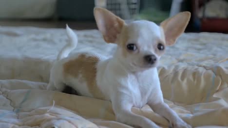 Kleiner-Chihuahua-Welpe,-Der-Auf-Dem-Boden-Sitzt,-Süßer-Welpe,-Der-In-Die-Kamera-Schaut