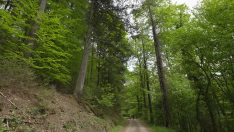 Niedriger-Blickwinkel-Auf-Hohe-Kiefern-Und-Baumkronen-In-Einem-üppigen-Grünen-Wald