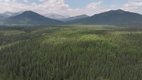 A-drone-view-of-the-boreal-forest-trees-as-they-stretch-out-across-a-hazy,-smoke-filled-valley-of-the-Alberta,-Canada-Rocky-Mountains