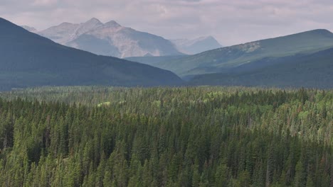 A-rising-drone-view-of-the-boreal-forest-trees-as-they-stretch-out-across-a-hazy,-smoke-filled-valley-of-the-Alberta,-Canada-Rocky-Mountains