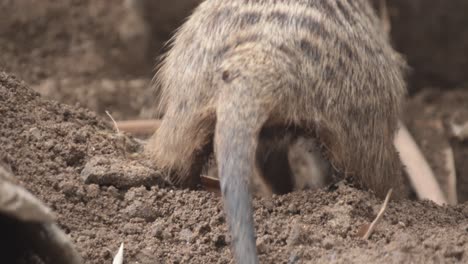 Meerkat-is-digging-a-hole-to-make-a-new-burrow-or-entrance,-very-active