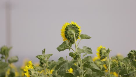 Einsame-Sonnenblume-Von-Hinten-In-Einem-Sonnenblumenfeld-In-Osteuropa-Gesehen