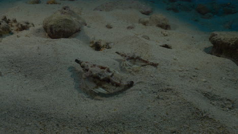 Niedliches-Drachenfischpaar,-Das-Auf-Dem-Sandigen-Meeresboden-Spaziert