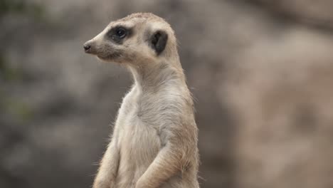 Group-of-meerkats-is-looking-around-for-potential-danger