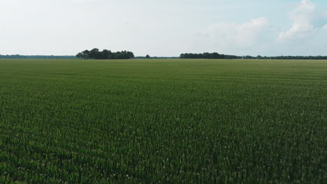 Cultivos-De-Maíz-Verde-Que-Crecen-En-Amplios-Campos-Agrícolas-En-Fredonia,-Arkansas,-EE.UU.