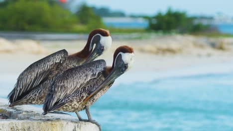 Pelicans-preening-feathers-and-chest-on-concrete-pier,-tropical-sandy-beach,-static