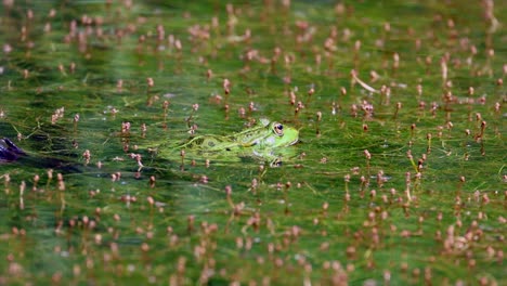 Wild-green-frog-resting-in-marsh-full-of-water-plants-and-algae-during-sunny-day,-close-up