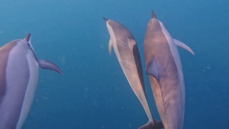 Junger-Delfin-Mit-Schote,-Die-Die-Wasseroberfläche-Bricht