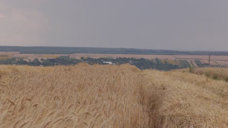 Goldenes-Sommerweizenfeld:-Landwirtschaftliches-Wachstum-Und-Ernte-In-4K-Zeitlupe