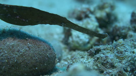 Erstaunlich-Robuster-Geisterpfeifenfisch,-Der-Wie-Ein-Blatt-Auf-Dem-Meeresboden-Schwankt