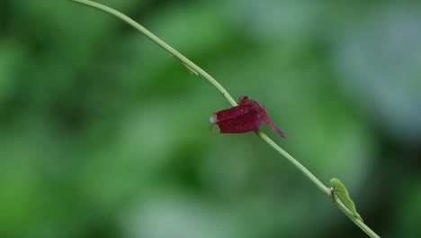 Gently-swaying-with-the-breeze,-the-twig-on-which-the-Crimson-marsh-glider-Trithemis-aurora-is-perched-on-is-moving-up-and-down