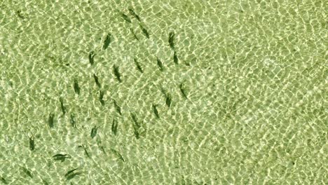 Top-Down-Aerial-View-of-Fish-School-in-Crystal-Clear-Bahamas-Waters