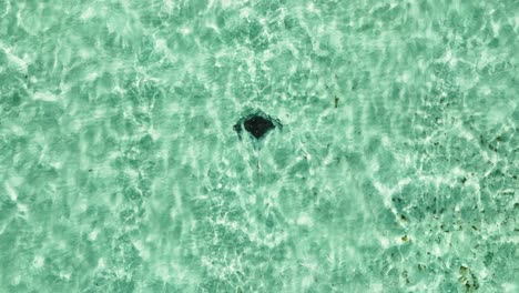 Top-Down-View-of-Stingray-in-Sand-Depression,-Bahamas-Aerial-Shot
