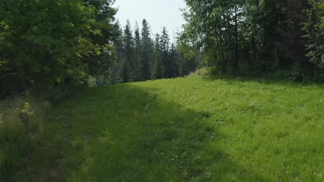 Tief-Fliegende-Drohne-Schoss-Zwischen-Waldbäumen-Und-Grünem-Gras