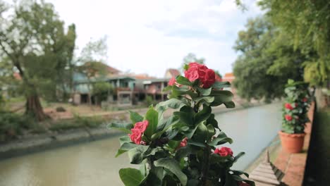Primer-Plano-Panorámico-De-Flores-En-Macetas-Junto-A-Un-Canal-De-Ayutthaya,-Capturando-Su-Delicada-Belleza