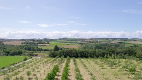Aerial-forward-over-rows-of-young-olive-trees-plantation-in-Brittany,-France