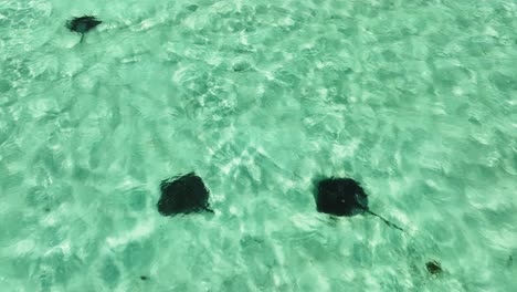 Aerial-View-from-Above-of-Three-Stingrays-in-Sand,-Bahamas