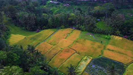 Scenic-View-Of-The-Tegalalang-Rice-Terrace-Fields-In-Bali,-Indonesia---aerial-shot