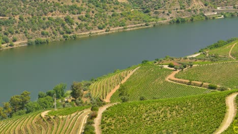 High-angle-shot-from-hilltop-of-famous-Port-wine-production-vineyard-on-both-sides-of-Douro-river-in-Porto,-Portugal-on-a-sunny-day