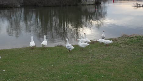 Handheld-static-view-of-geese-wagging-tails-at-rivers-edge-bank