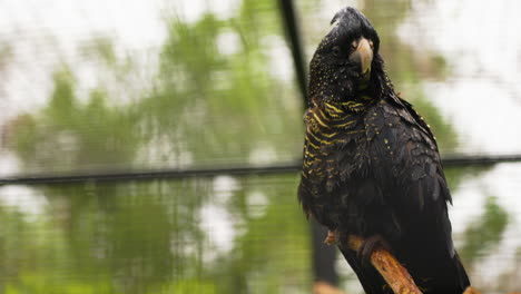 Slow-motion-shot-of-a-Red-tailed-black-cockatoo-perched-on-a-branch-within-an-enclosure