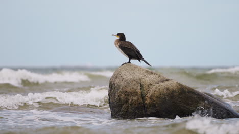 Great-Cormorant-Black-Shag-Bird-or-Kawau-Poo-Or-Excrements-Perched-on-Big-Boulder-Sticking-Out-of-Sea-While-Waves-Crashing-in-Slow-Motion