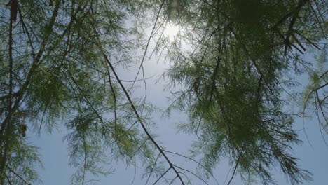 Sonnenlicht-Filtert-An-Sonnigen-Tagen-Durch-Baumblätter-In-Aufwärtsaufnahme