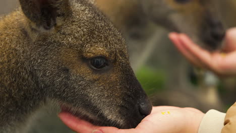 Slow-motion-bokeh-shot-of-baby-wallabies-eating-food-off-of-tourists-hands