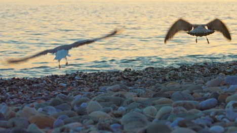 Seagulls-on-the-coastline-during-sunset-flying-away-after-girl-runs-to-scare-them-away