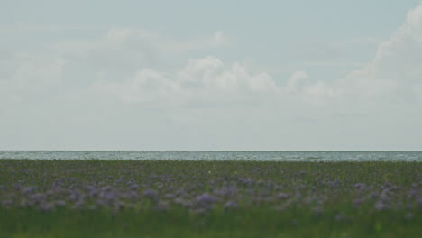 Graphic-shot-of-the-north-sea-with-grass-field-and-purple-flowers-in-the-foreground