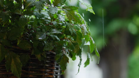 Close-up-View-of-Green-Leafy-Plant-In-Potted-Wicker-Basket-Under-Summer-Shower-Rain-Outdoors