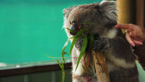 Zeitlupenaufnahme-Einer-Hand,-Die-Einen-Koala-Streichelt,-Der-Friedlich-Eine-Pflanze-Frisst