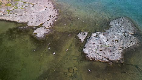 Aerial-view-of-Merganser-ducks-swimming-in-rocky-shorelin
