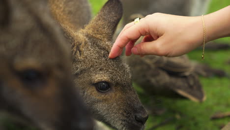 Slow-motion-shot-of-a-tourist-dropping-food-and-petting-young-wallabies
