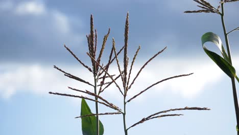 Delicate-corn-plant-tips-sway-under-blue-sky-breeze