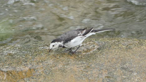 White-Wagtail-bird-Drink-Water-From-Running-Stream-close-up-in-Geumsan,-South-Korea