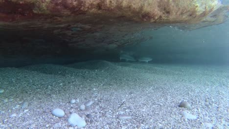 Peces-Nadando-Dentro-De-Una-Cueva-Bajo-Agua-De-Mar-Limpia-En-Una-Hermosa-Playa-Con-Rocas-Y-Guijarros-En-El-Mediterráneo