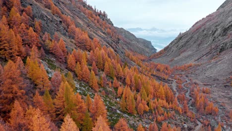 Vibrant-orange-pine-trees-in-Italian-alp-valley,-remote-countryside,-aerial