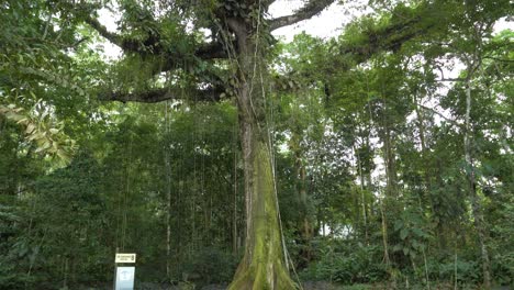 Experience-the-towering-beauty-of-the-Ceibo-tree-in-Ecuador's-lush-rainforest