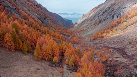 Dirt-road-leads-through-picturesque-orange-forest-in-remote-mountain-valley