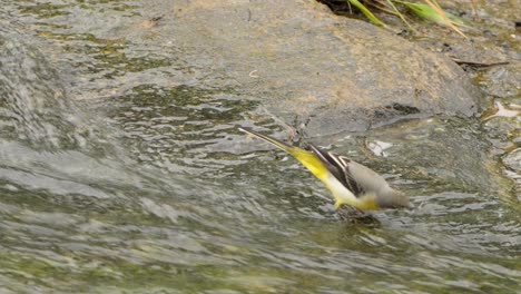 Grey-Wagtail-Bird-Feeds-Drinking-Water-in-Running-Stream,-Forages-Walking-on-the-Rocky-Bank-Of-Running-Brook---close-up