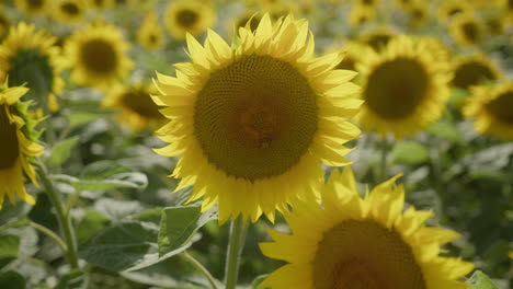 Bright-yellow-flower-head-of-sunflower-in-field-sway-gently-in-breeze