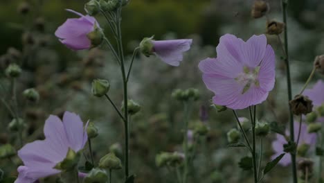Schöne-Hellrosa-Violette-Blume-In-Der-Sommernacht,-Gartenbaummalve-Im-Garten
