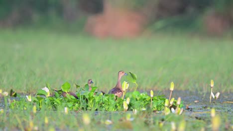 Flock-of-Whistling-Duck-in-Pond